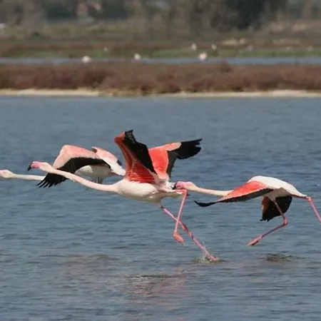 Brezza Di Mare Апартаменты Путзу-Иду